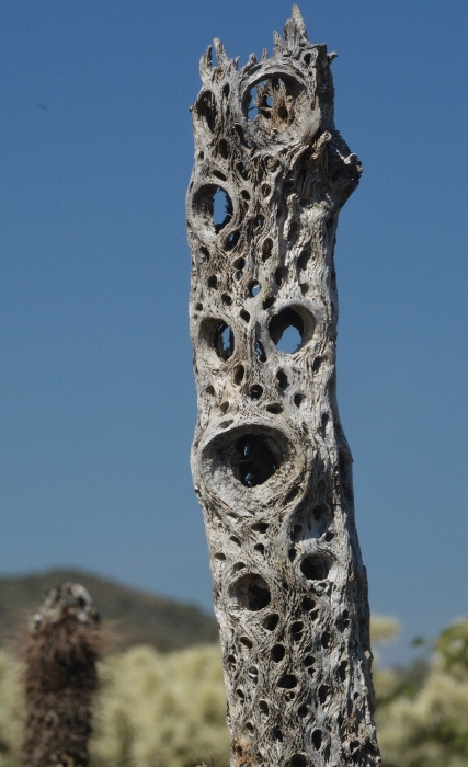 dead cholla limb